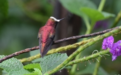 Microchera albocoronata
