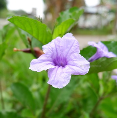 Ruellia tuberosa