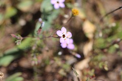 Leptosiphon ambiguus