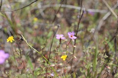 Leptosiphon ambiguus