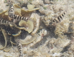 Abudefduf declivifrons