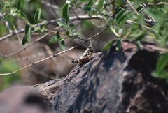 Agroecotettix modestus