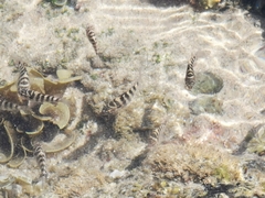 Abudefduf declivifrons