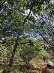 Muellera sanctae-marthae