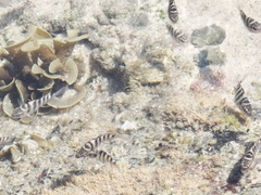 Abudefduf declivifrons