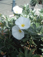 Convolvulus cneorum