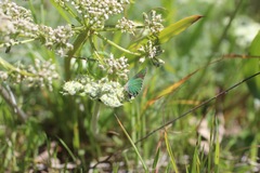 Callophrys