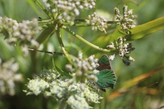 Callophrys