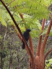 Aphelocoma unicolor