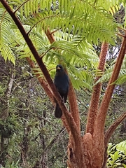 Aphelocoma unicolor