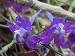 Delphinium polycladon