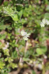 Acmispon americanus