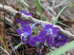 Delphinium polycladon