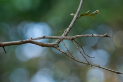Cladomorphus phyllinus
