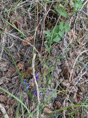 Delphinium polycladon