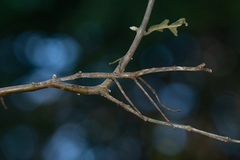 Cladomorphus phyllinus