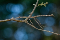 Cladomorphus phyllinus