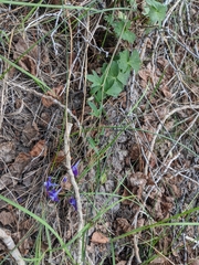 Delphinium polycladon
