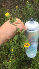 Grindelia adenodonta