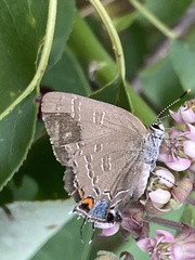 Satyrium calanus