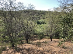 Haematoxylum brasiletto