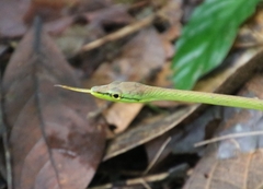 Oxybelis brevirostris