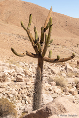 Browningia candelaris