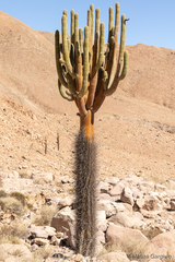 Browningia candelaris