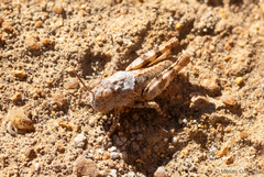 Trimerotropis ochraceipennis