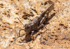 Trimerotropis ochraceipennis
