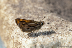 Hylephila isonira mima