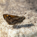 Hylephila isonira mima - Photo 由 MatiasG 所上傳的 (c) MatiasG，保留部份權利CC BY-ND