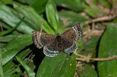 Chalodeta theodora