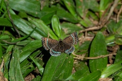 Chalodeta theodora