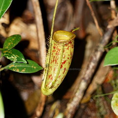 Nepenthes ampullaria