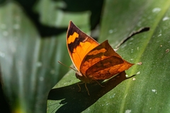 Fountainea ryphea