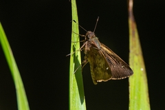 Psoralis stacara