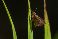 Psoralis stacara