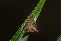 Psoralis stacara