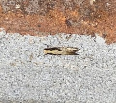 Monopis dorsistrigella