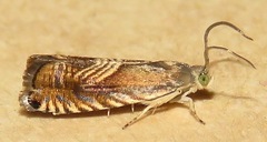 Grapholita tristrigana