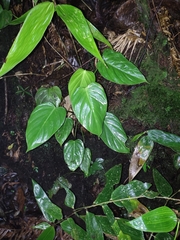 Philodendron hederaceum