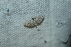 Hileithia rehamalis