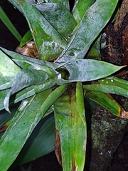 Image of Catopsis paniculata