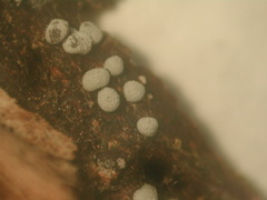 Didymium melanospermum