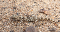 Phyllodactylus gerrhopygus