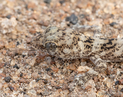 Phyllodactylus gerrhopygus