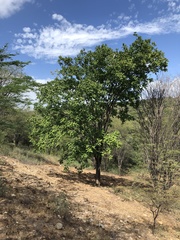 Astronium graveolens