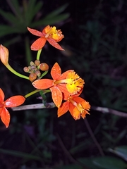 Image of Epidendrum radicans