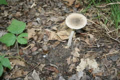 Amanita ceciliae